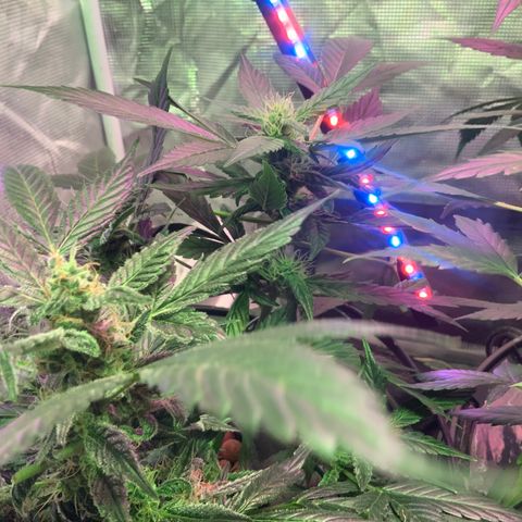 Next Generation Uschi growlog timeline photo