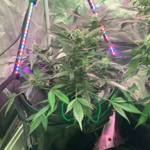 Next Generation Uschi growlog timeline photo