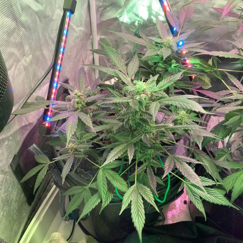 Next Generation Uschi growlog timeline photo