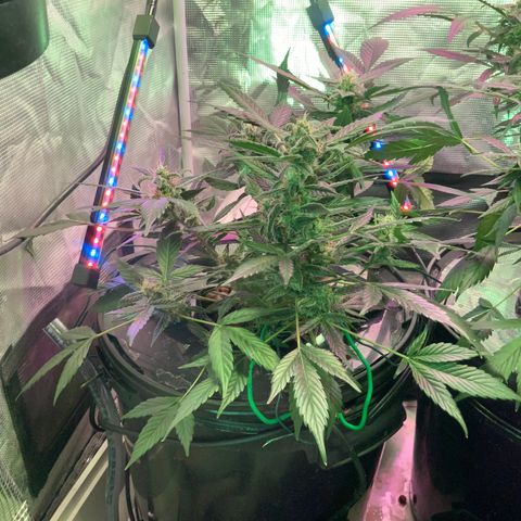 Next Generation Uschi growlog timeline photo