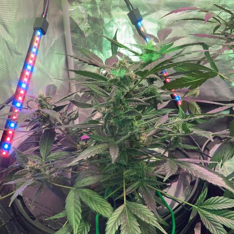 Next Generation Uschi growlog timeline photo