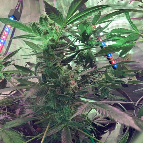 Next Generation Uschi growlog timeline photo