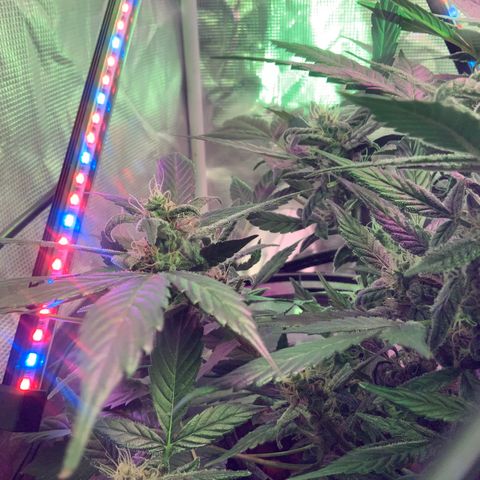 Next Generation Uschi growlog timeline photo