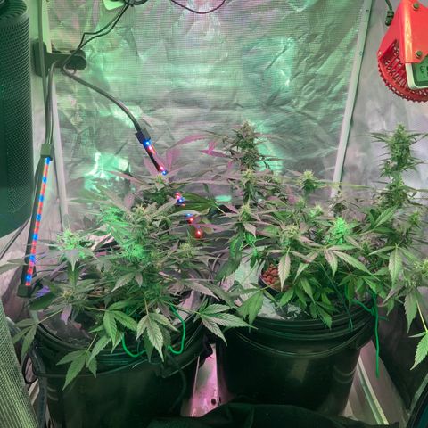 Next Generation Uschi growlog timeline photo