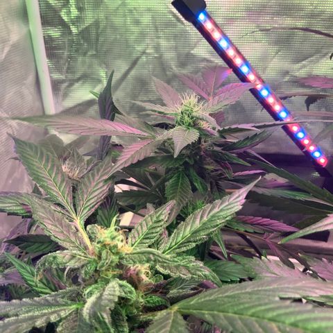 Next Generation Uschi growlog timeline photo