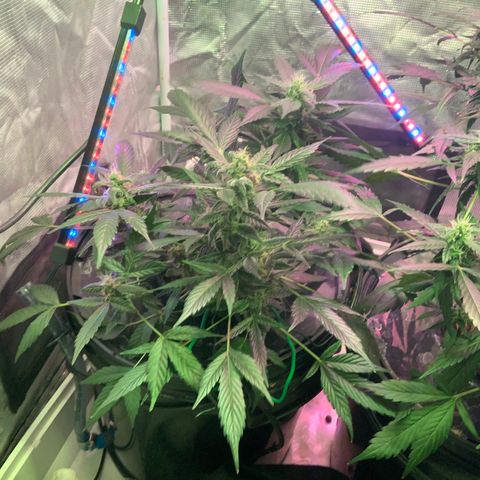 Next Generation Uschi growlog timeline photo
