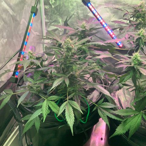 Next Generation Uschi growlog timeline photo