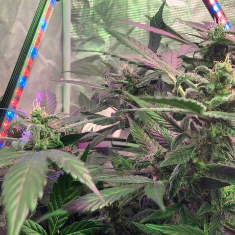 Next Generation Uschi growlog timeline photo