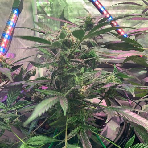 Next Generation Uschi growlog timeline photo