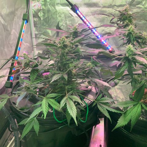 Next Generation Uschi growlog timeline photo