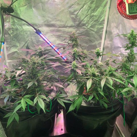 Next Generation Uschi growlog timeline photo