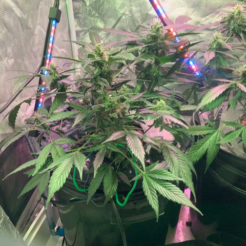 Next Generation Uschi growlog timeline photo
