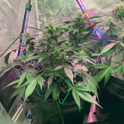 Next Generation Uschi growlog timeline photo