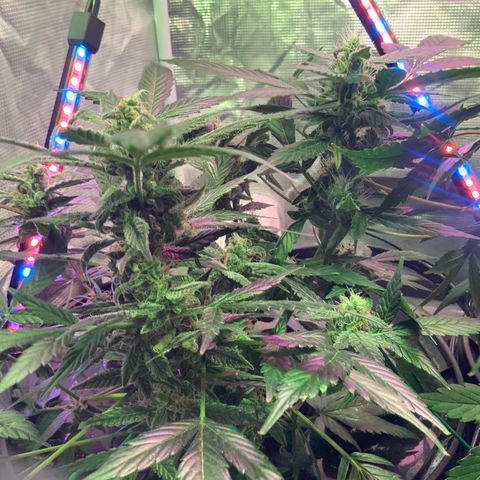 Next Generation Uschi growlog timeline photo