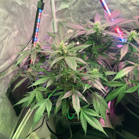 Next Generation Uschi growlog timeline photo