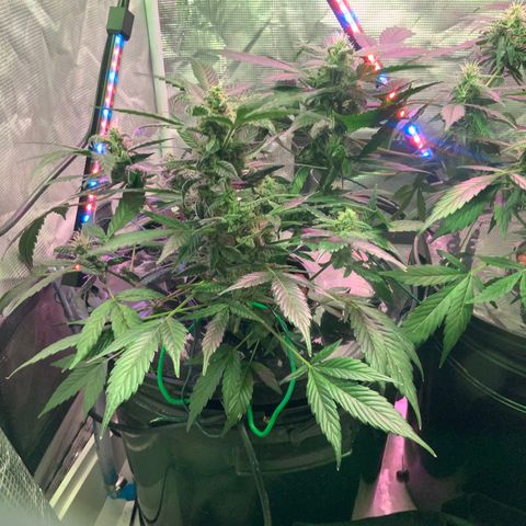 Next Generation Uschi growlog timeline photo