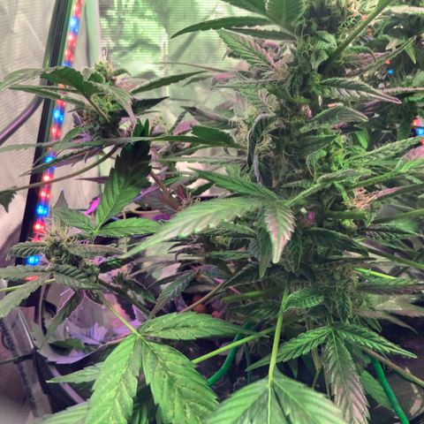 Next Generation Uschi growlog timeline photo