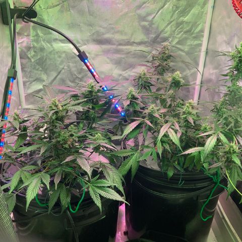 Next Generation Uschi growlog timeline photo