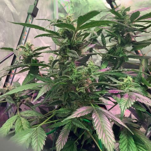 Next Generation Uschi growlog timeline photo