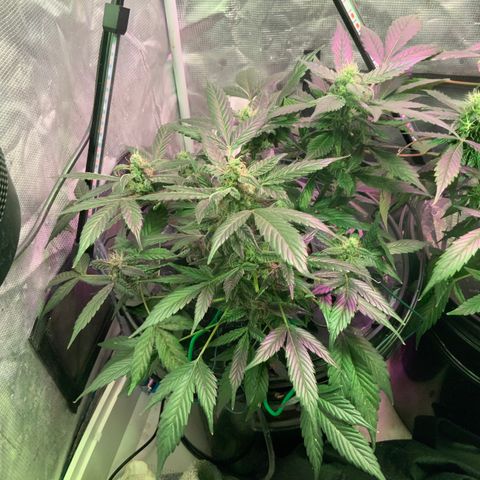 Next Generation Uschi growlog timeline photo
