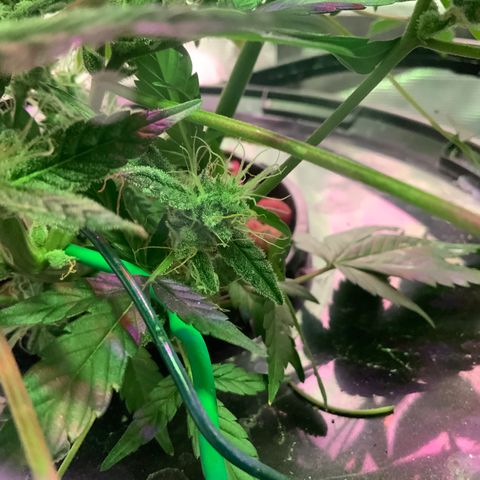 Next Generation Uschi growlog timeline photo
