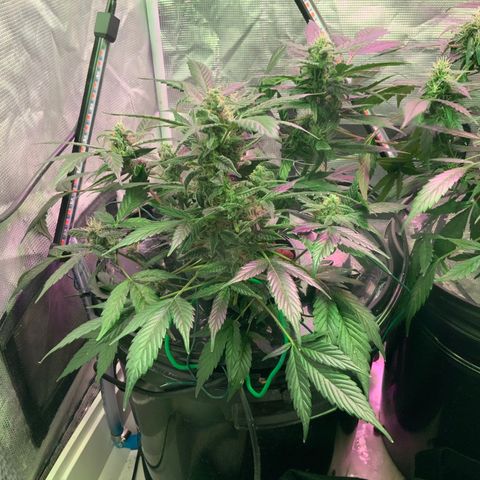 Next Generation Uschi growlog timeline photo