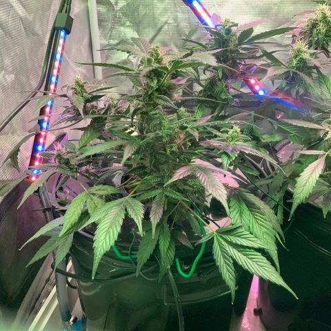 Next Generation Uschi growlog timeline photo
