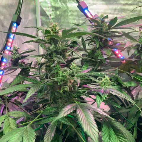 Next Generation Uschi growlog timeline photo