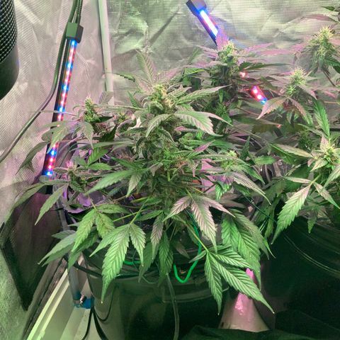 Next Generation Uschi growlog timeline photo