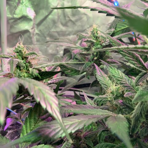 Next Generation Uschi growlog timeline photo