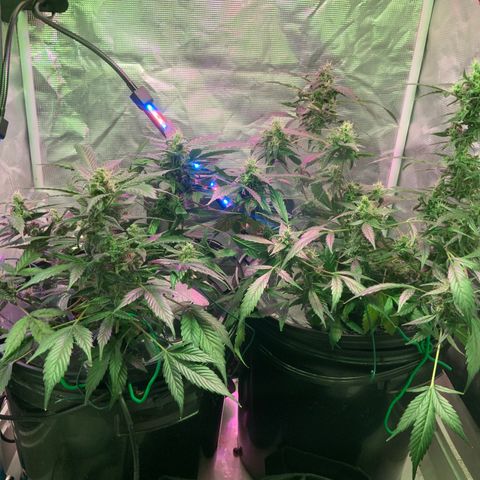 Next Generation Uschi growlog timeline photo