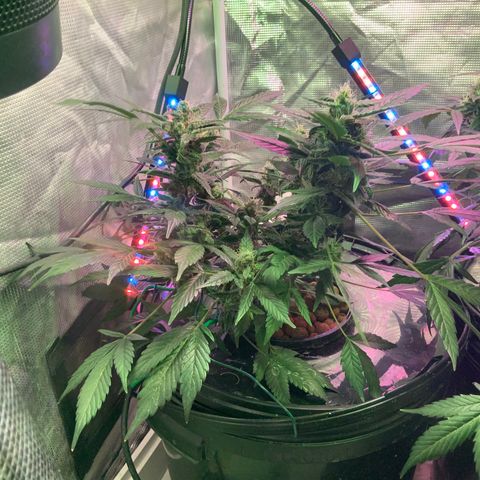 Next Generation Uschi growlog timeline photo