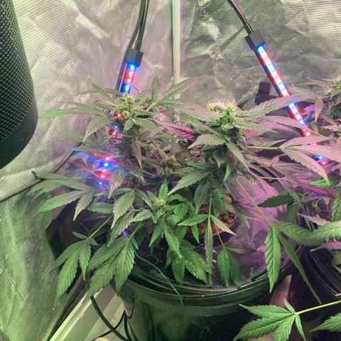Next Generation Uschi growlog timeline photo