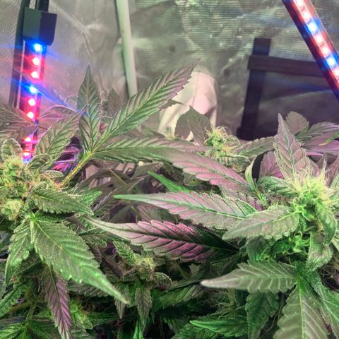Next Generation Uschi growlog timeline photo