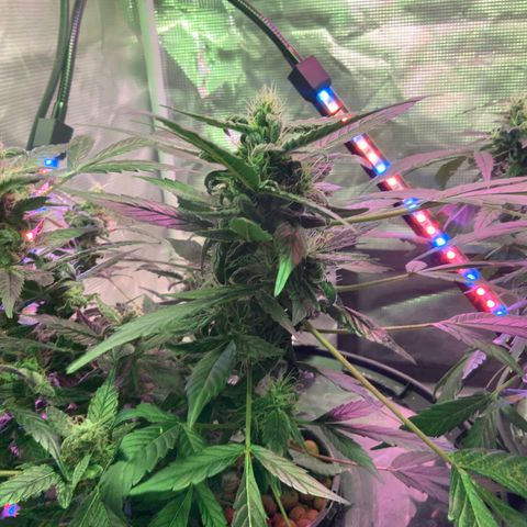 Next Generation Uschi growlog timeline photo