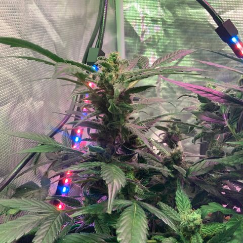 Next Generation Uschi growlog timeline photo