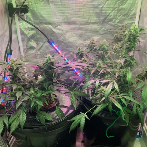 Next Generation Uschi growlog timeline photo