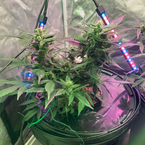 Next Generation Uschi growlog timeline photo