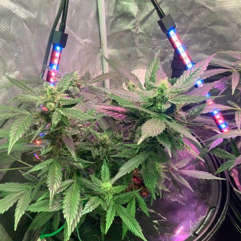 Next Generation Uschi growlog timeline photo