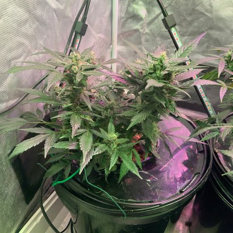 Next Generation Uschi growlog timeline photo