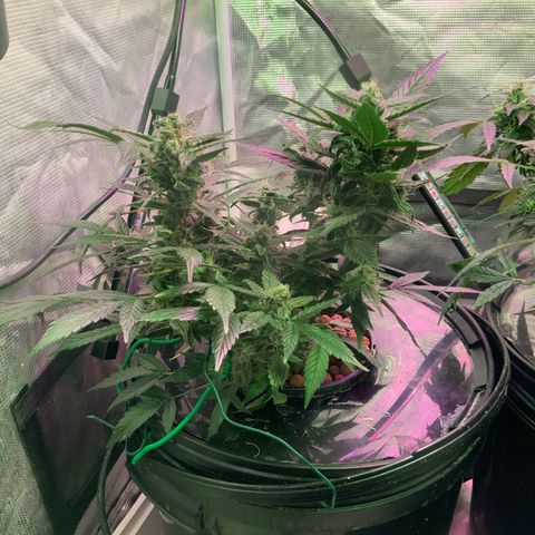 Next Generation Uschi growlog timeline photo