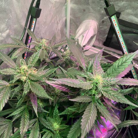 Next Generation Uschi growlog timeline photo