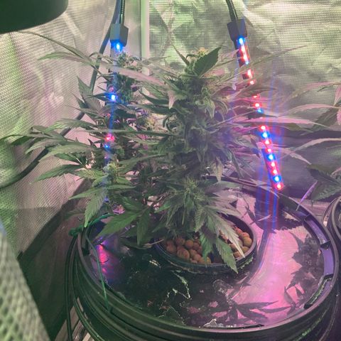 Next Generation Uschi growlog timeline photo