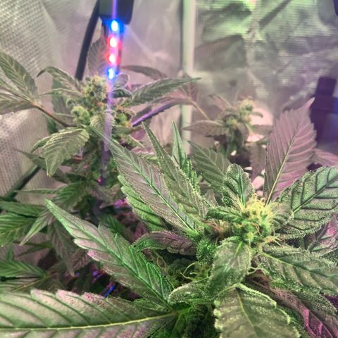 Next Generation Uschi growlog timeline photo