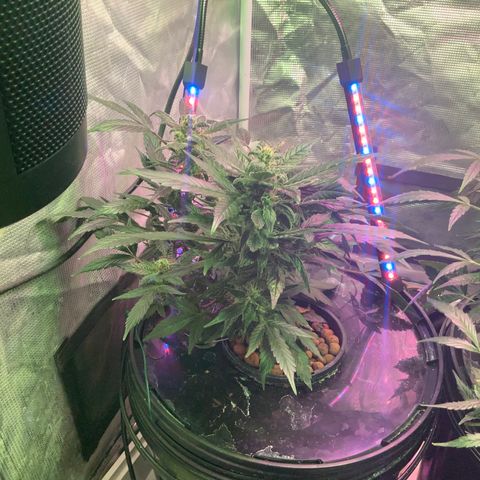 Next Generation Uschi growlog timeline photo