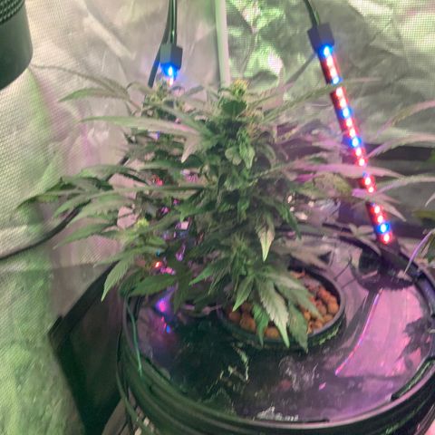 Next Generation Uschi growlog timeline photo