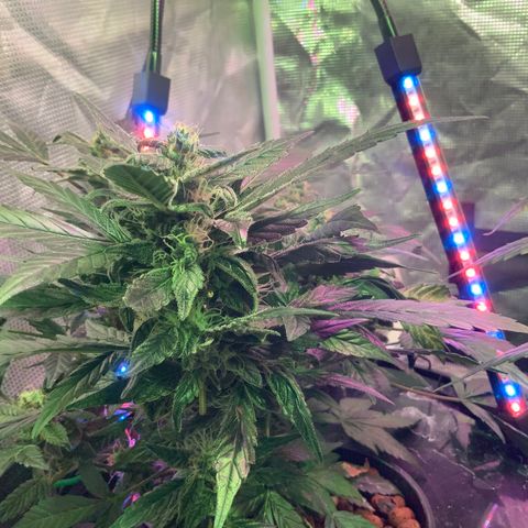 Next Generation Uschi growlog timeline photo