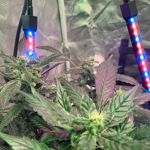 Next Generation Uschi growlog timeline photo