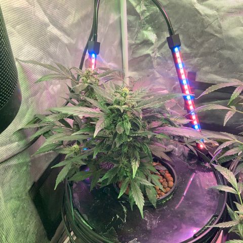 Next Generation Uschi growlog timeline photo