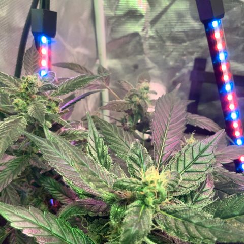 Next Generation Uschi growlog timeline photo
